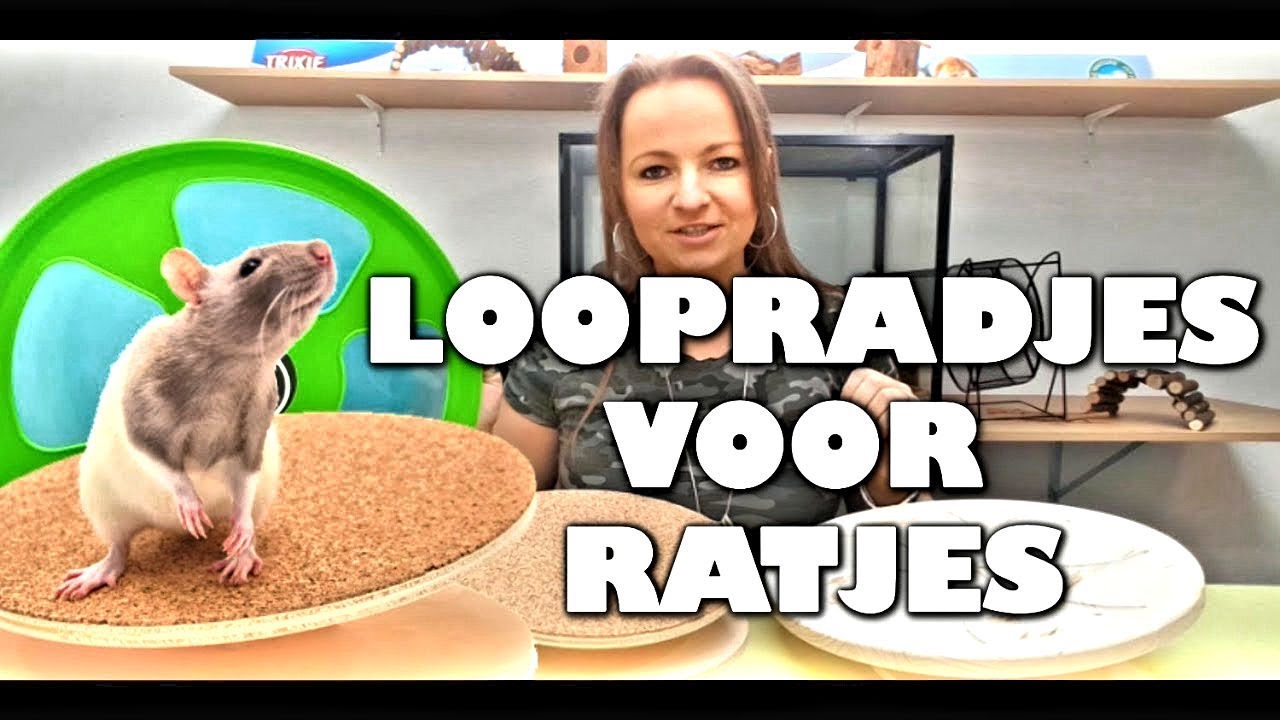 Iedereen Snikken verzameling RATTEN SPEELTJES | Loopradjes & loopschijven voor Ratjes - YouTube