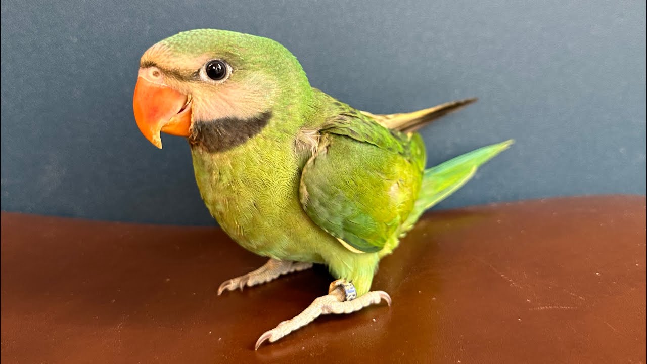 ダルマインコ【売約済】 | 鳥のいるカフェ