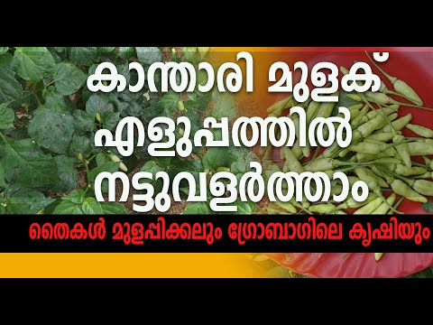 കാന്താരി മുളക്   എളുപ്പത്തിൽ നട്ടുവളർത്താം/Bird's eye chilli farming in  malayalam