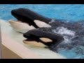 Makani and Kasatka in Dine With Shamu (7/6/13)