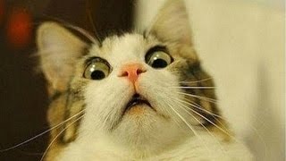 New Funny Cat Fail 2014 - Shocked Cat