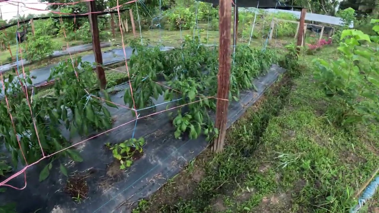 Suriname's first Hot and spicy bell pepper Trial gardens.