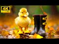 Baby Animals 4K (60FPS) - Illuminating the Radiant Adventures of Young Animals With Relaxing Music