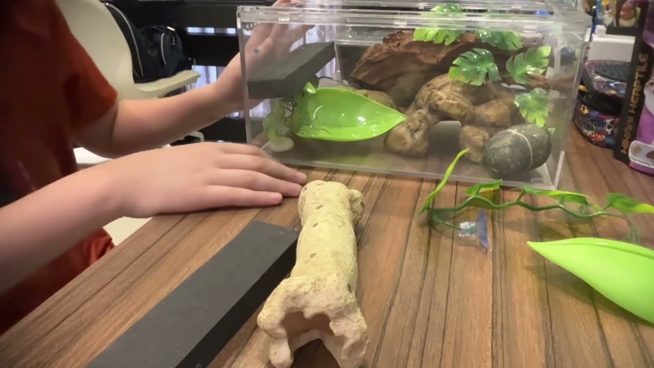 Full leopard gecko summary in 5 mins!