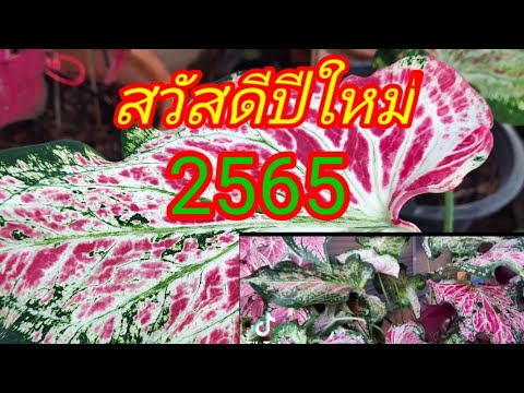 สวัสดีปีใหม่2565 ชมบอนสีเพาะหัวสวยๆ