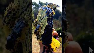 Esta es la MIEL más preciada del planeta 🍯🐝