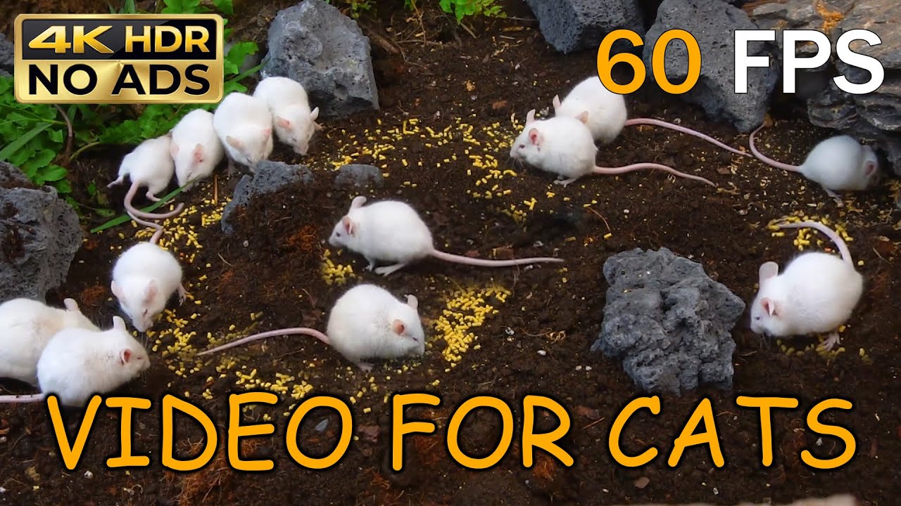 [NO ADS, NO AI] CAT TV 😺 Busy White Mice for Cats to Watch: Garden Foraging Adventure 🐭 4K HDR 60FPS