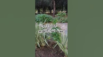 #quran قران كريم بصوت جميل للشيخ❤️ اسلام صبحي #المصحف #راحة_نفسية #اكسبلور#الرحمن#تصويري #لايك