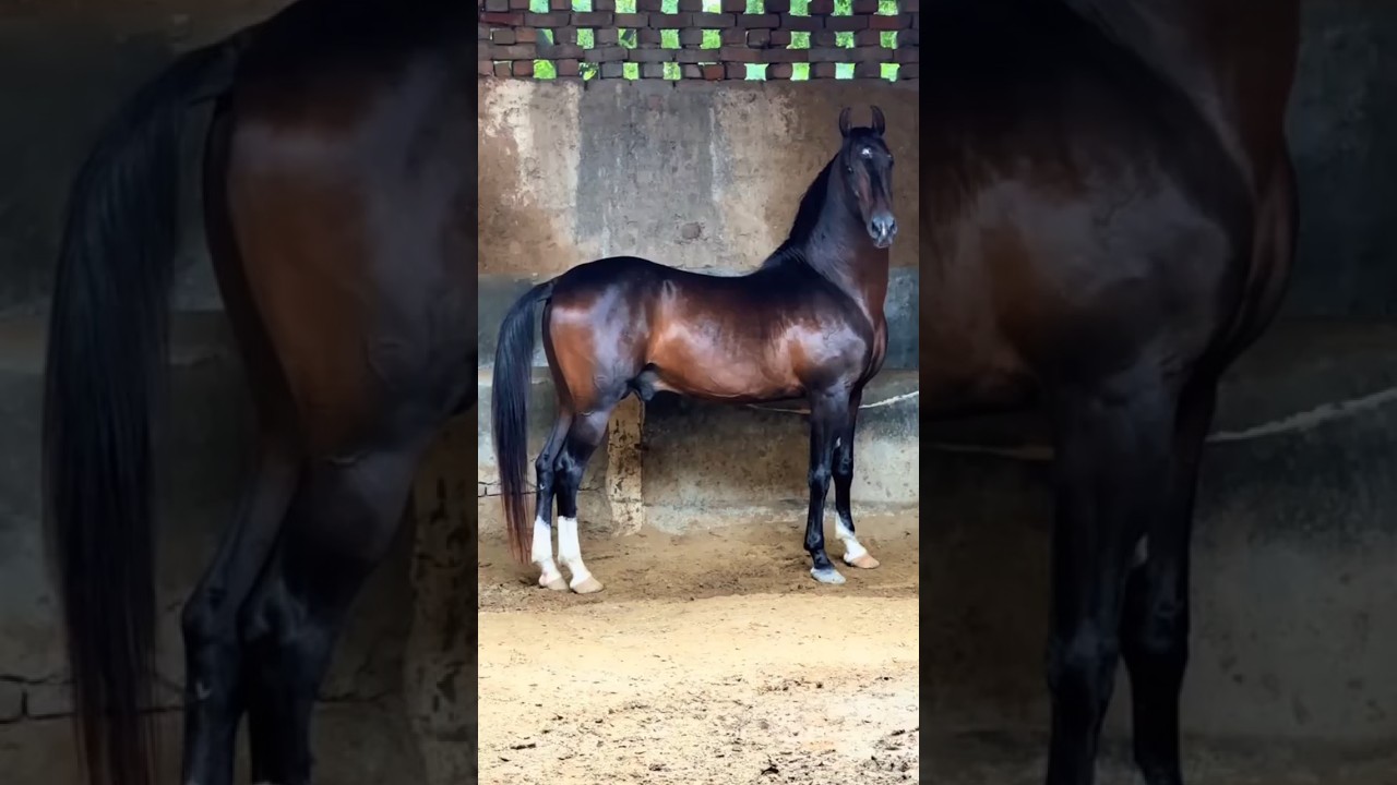 Ghora Jan e Mehfil Pakistani Desi Breed Horse's