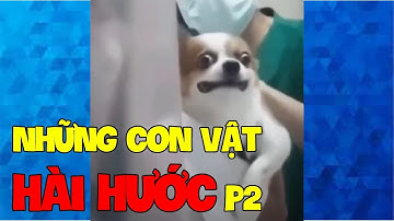 Những khoảnh khắc HÀI HƯỚC nhất của ĐỘNG VẬT được CAMERA GHI LẠI phần 2