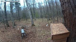 🔴 24/7 Wildlife Feeder Live | Birds, Deer &amp; Flying Squirrels | Nicolet National Forest, Wisconsin