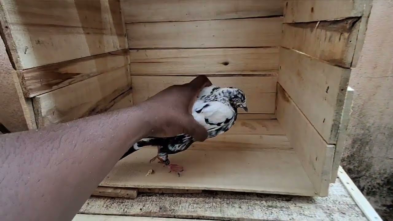 Hi friends 🧡We are making a wooden breeding cage for pigeons using an apple box 🕊️ #BNANIMALSSHOP