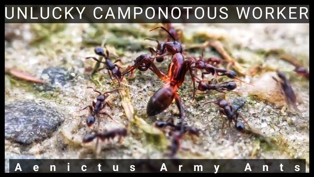 THE UNLUCKY CAMPONOTOUS ANT