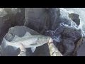 NJ striped bass fishing - 41 and 40 inch stripers - October 2016