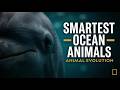 Top 5 Smartest Ocean Animals That Actually Care About Us 🌊