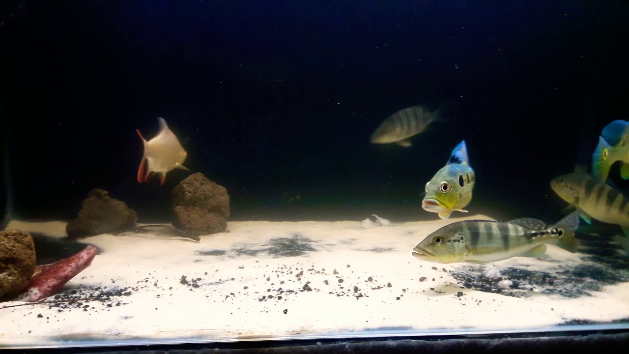 Predators fish in community tank, my colection ( Tank Update 7) - YouTube