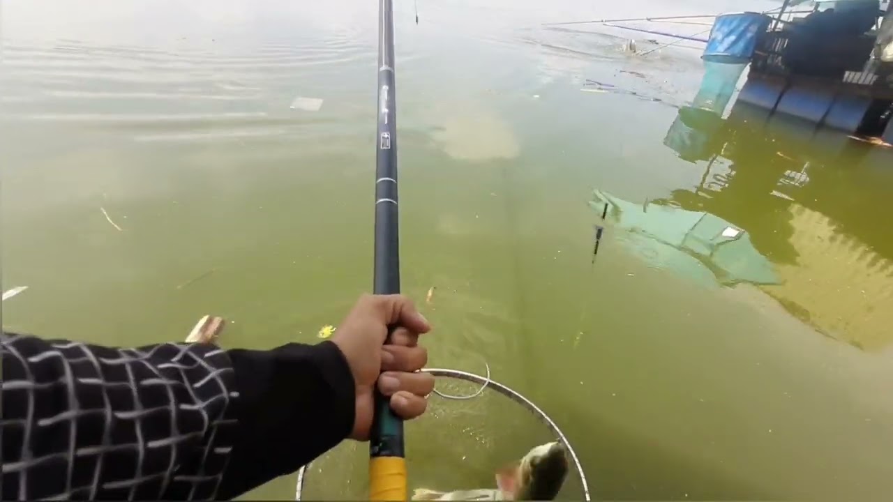 Bảo cá trôi, câu được 150kg, #mồicâucátiềnnguyễn,tại hồ sông mây,  hồ bán tự nhiên