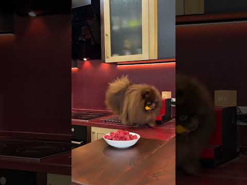 Оставила МЯСО перед собакой и ушла на 1 час #собака #шпиц #прикол