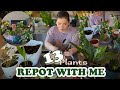 Spring repotting | Repot with me | 13 plants #plants #houseplants #repotting #zcplants #spring