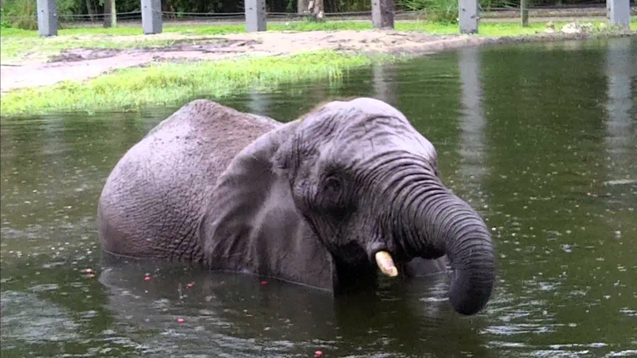 Elephant Appreciation Day at the Jacksonville Zoo YouTube