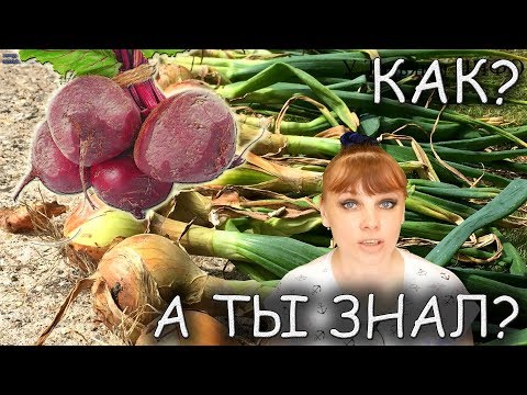 Что будет, если СВЕКЛУ и ЛУК посадить после таких культур... ???