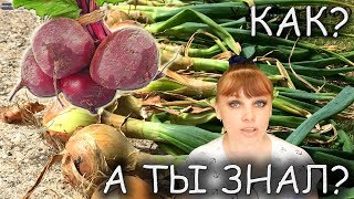 Что будет, если СВЕКЛУ и ЛУК посадить после таких культур 