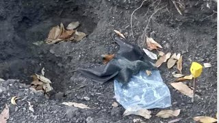 Rescuing a flying-fox in a construction site; this is Myrtle