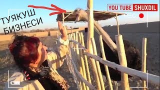 ТУЯҚУШ БИЗНЕСИ! АНТИҚА ФЕРМА БИЗНЕС ТУРЛАРИДАН ҚЎШКЎПИР ХОРАЗМ.