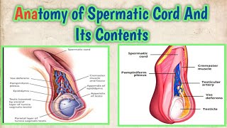 Spermatic Cord And Its Contents Complete Anatomy Youtube