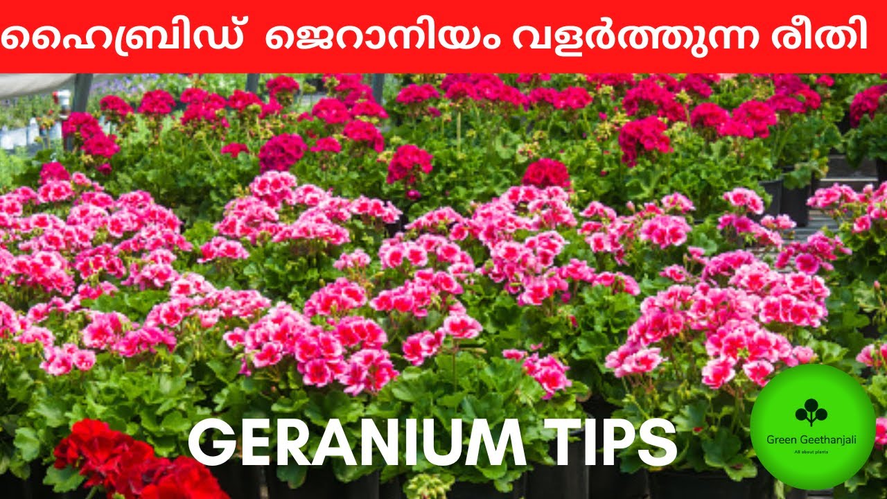 Geranium flowers, ജെറാനിയം, Long lasting Flowers, Care and propagation Malayalam, Pelargonium