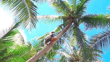 Cưa Hạ Cây Dừa Cao Từng Khúc Rất Chuyên Nghiệp/ Tung Vlog