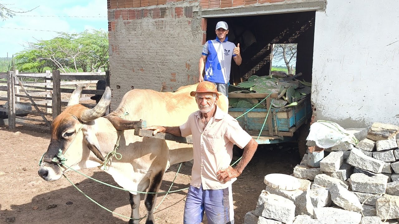FAZENDA IMPERIANO ZÉ E O MARCONI COM UMA CARROÇA DE BOI CARREGADA DE PALMA EM OLIVEDOS NA PARAÍBA