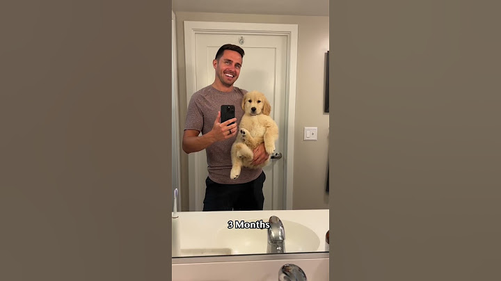 Watch my puppy transform into a teenager! 2-5 months #goldenretriever #dog