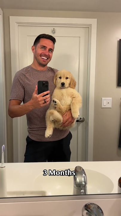 Watch my puppy transform into a teenager! 2-5 months #goldenretriever #dog