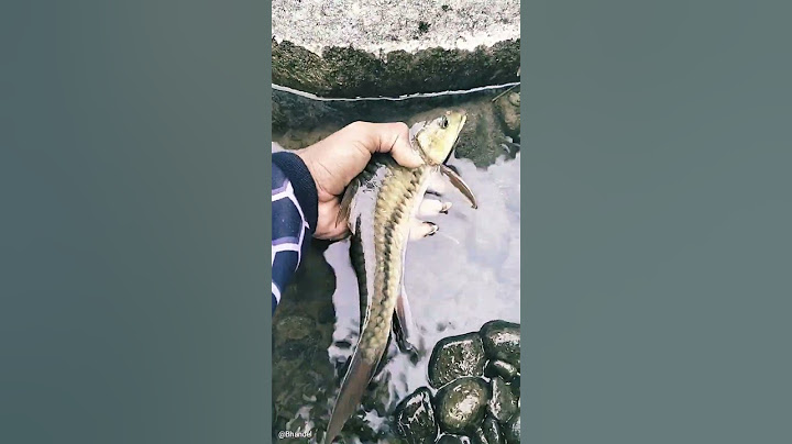 ikan mahsheer tor soro/lempon d sini mnjadi pilihan pemancing krna tarikanya yg kuat