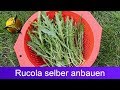 Rucola / Wilde Rauke selber pflanzen und ernten