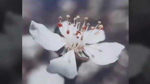 سورة إبراهيم كاملة بصوت الشيخ رعد محمد الكردي