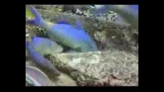 tamerdesoukey!thistlegorm part.2.flv