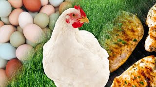 Raising and Harvesting 30,000 Pastured Chickens