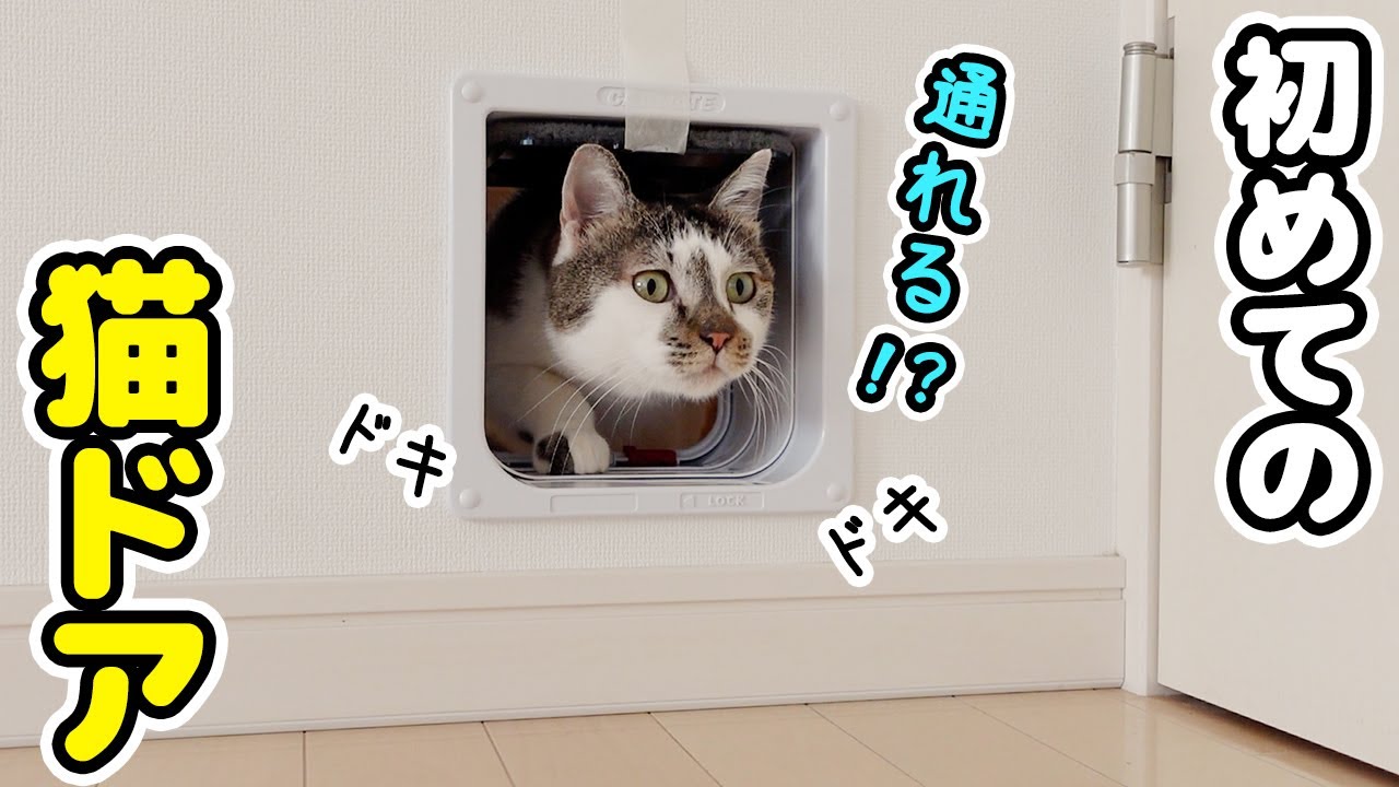I installed a cat door and the reactions of my cats were too cute