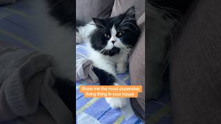 POV: your cats run the house 😆#catlovers #cat #catshorts #catvideos #funny #funnyshorts #funnyvideo
