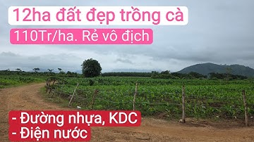 Bán đất trồng cà phê giá rẻ, bất động sản đất rẫy, gần dân cư, đường nhựa sát, đất nông nghiệp rẻ