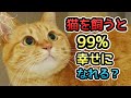 【解説】猫を飼うと99%幸せになれる？ネコと暮らすべき「13の理由」