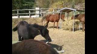 Fattrici e puledri Foxtrotter