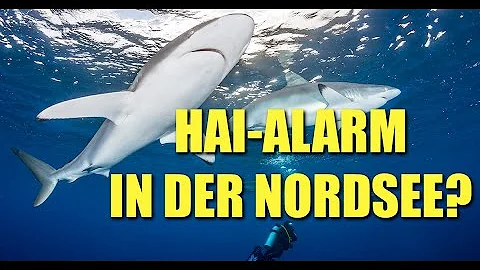 Was gibt es für Haie in der Nordsee?