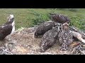 Bywyd gwyllt glaslyn wildlife  ospreys  northwales