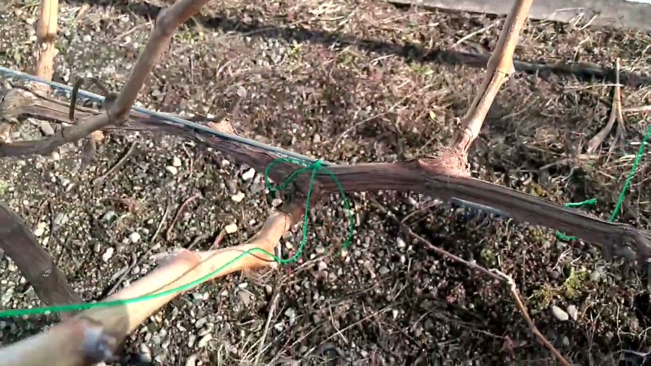 葡萄的冬季修剪