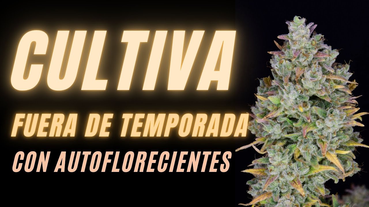 ¿Qué son las variedades de Marihuana Autoflorecientes?
