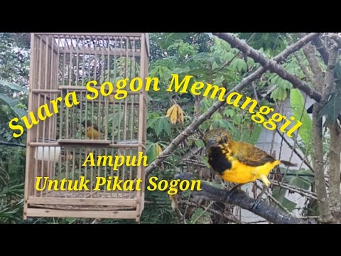 Suara Pikat Sogon Suara Memanggil Paling Ampuh