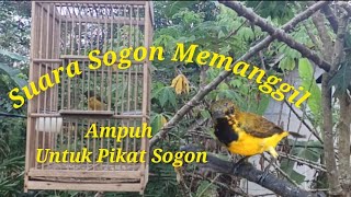 Suara Pikat Sogon Suara Memanggil Paling Ampuh